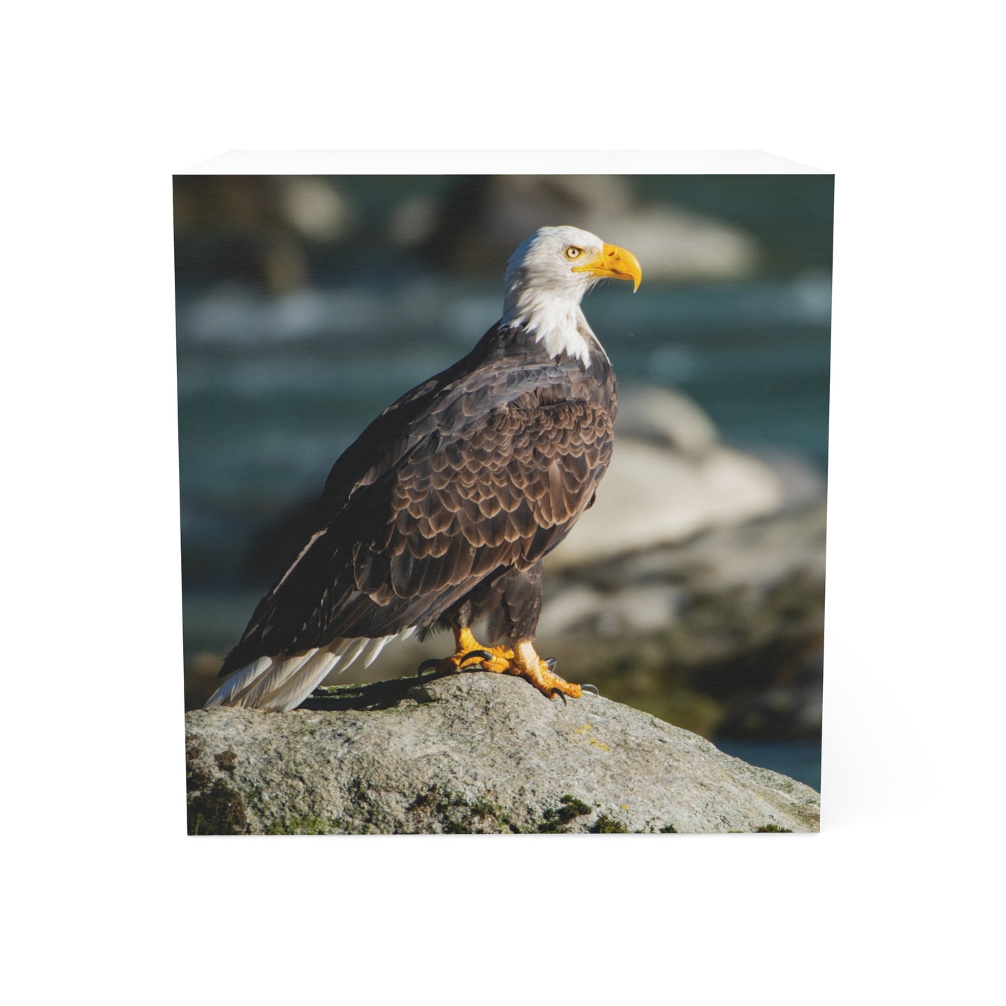 Regal Bald Eagle Note Cube