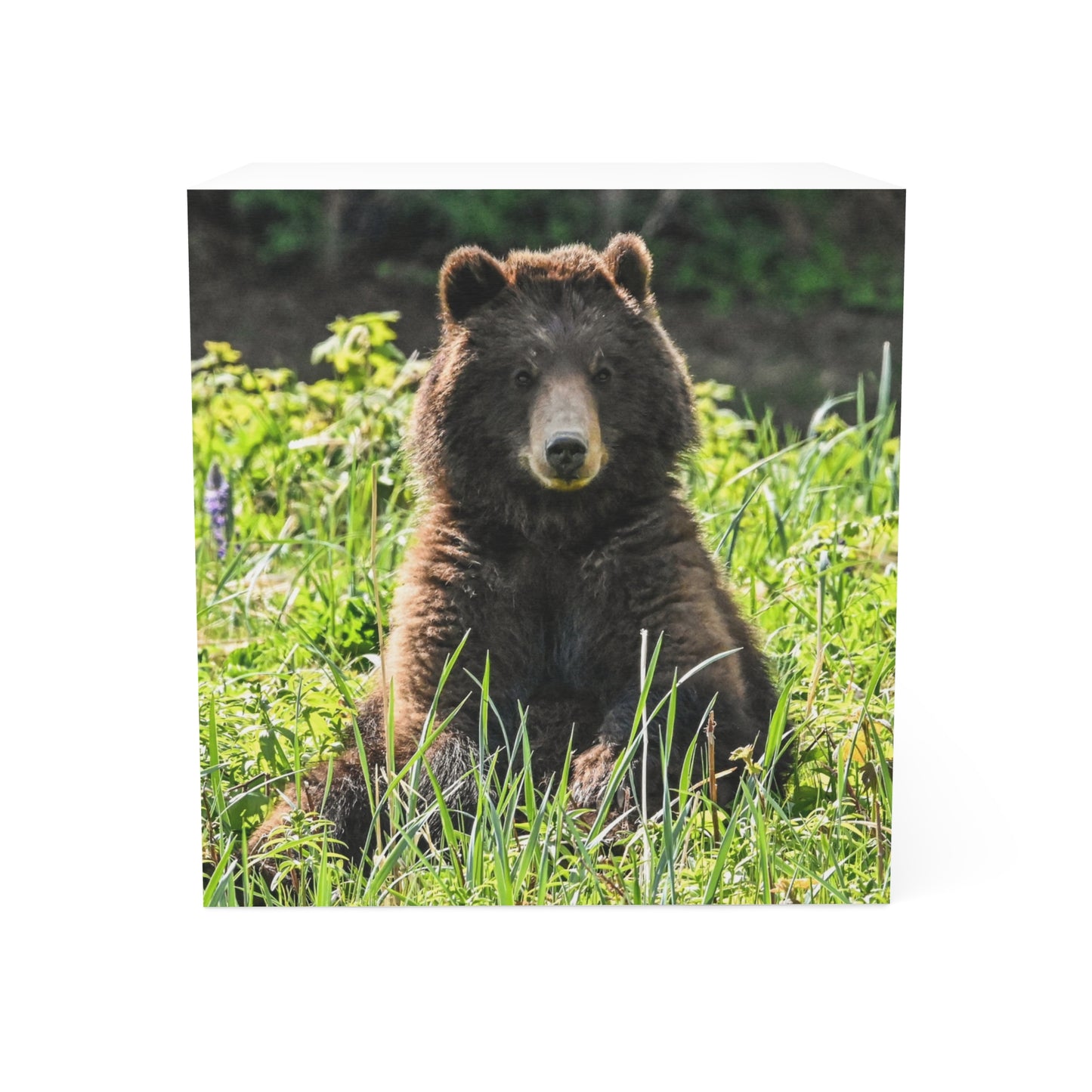 Pack Creek Teddy Bear Note Cube