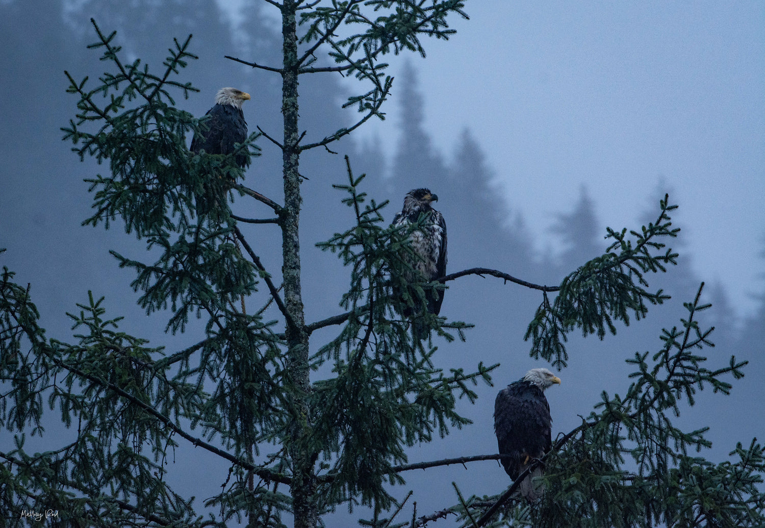 A picture of three bald eagles sitting in a tree