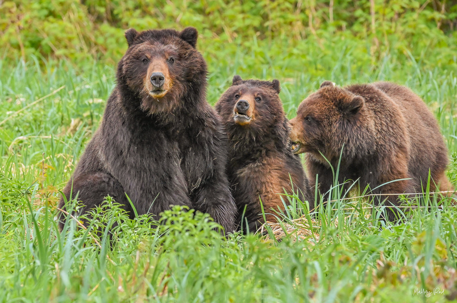 A picture of a brown bear mom with her two cubs.
