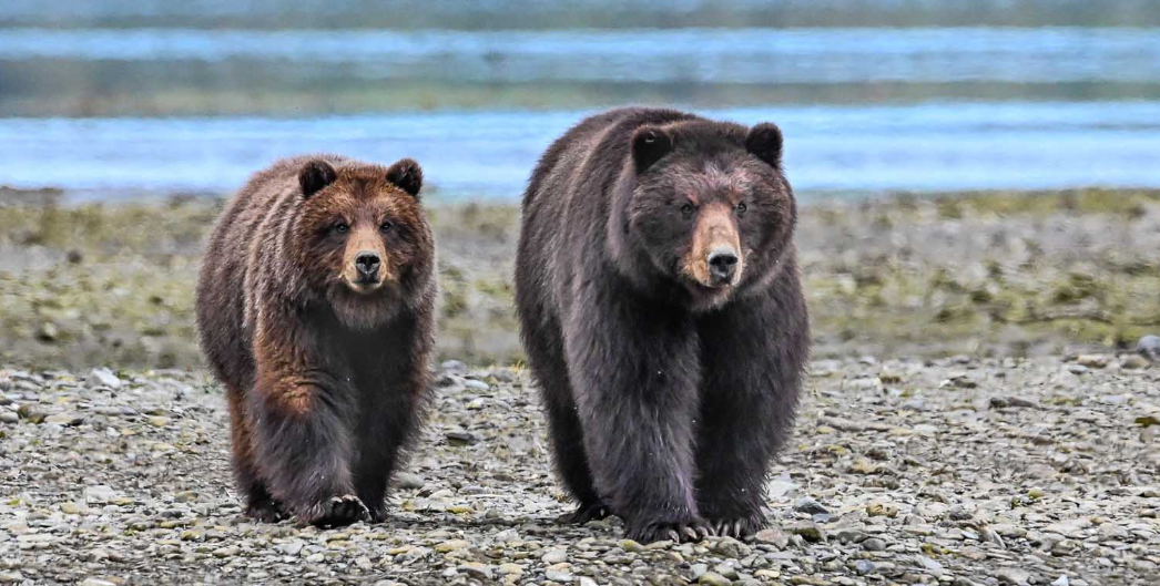A picture of two brown bears walking on the beach