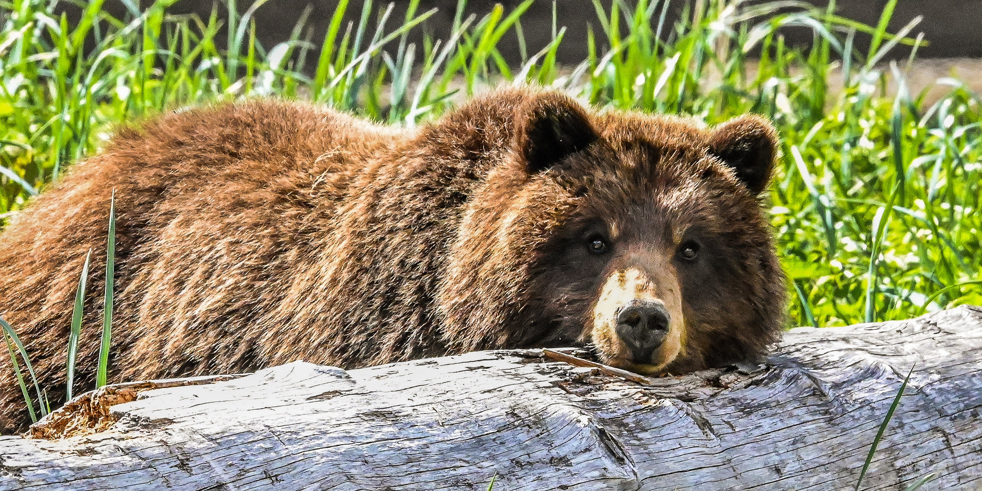 A picture of a brown bear resting its head on a log.