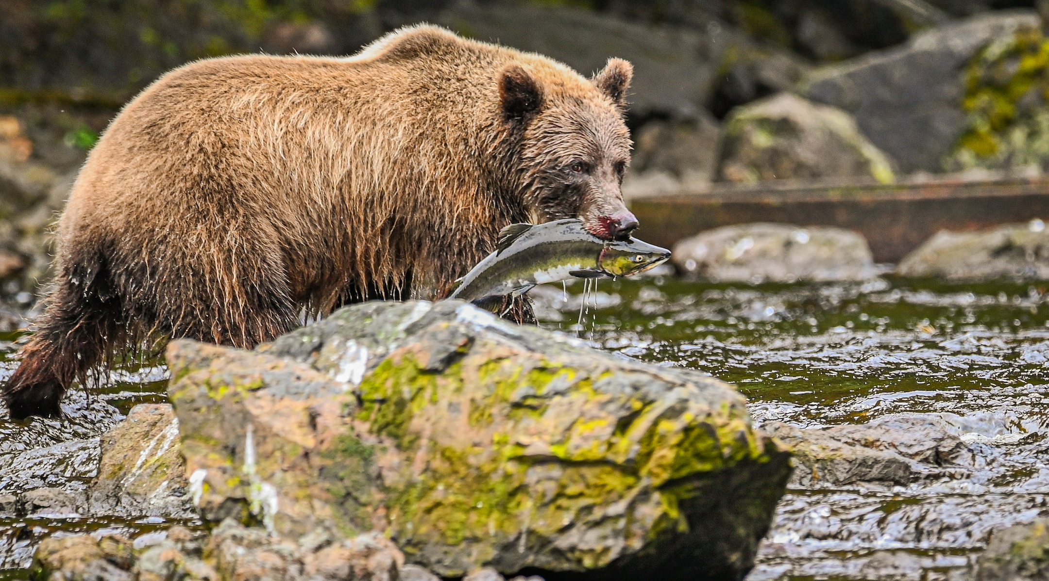 Grizzly bear in water holding a fish